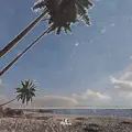 Kelp Forest