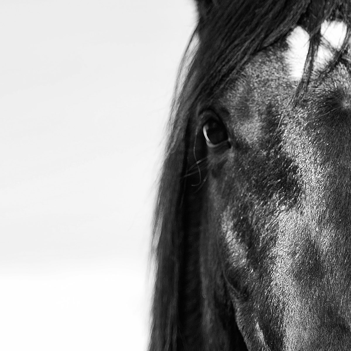 Музыка horses. Лошадь черно белая. Включи лошадь. Красивые картинки черно белые лошади. Horses альбом.