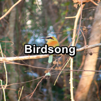 Rain Sounds, Calm Bird Sounds & Música relajante - Birdsong artwork