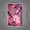 Sakura Blossoms - Single