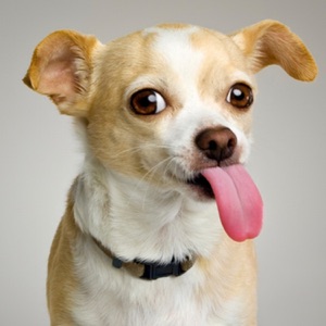 Tom's Dog (asdfmovie5 theme) - Single