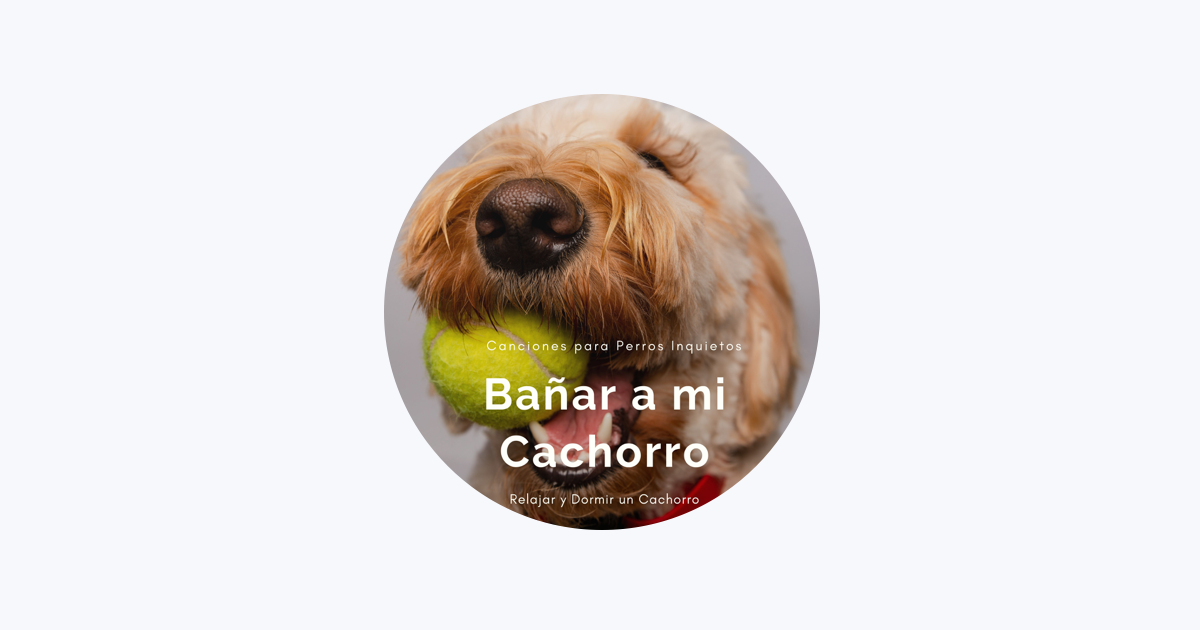 Cachorros Bebes Orchestra on Apple Music