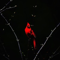 PajaRoja - Single - ALL Cut Nate