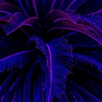 Jungle (feat. TahJae) - Single - DBA Joker