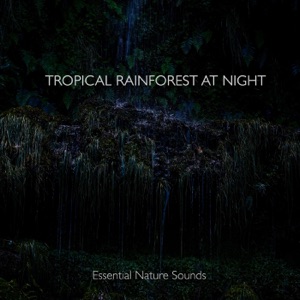 Tropical Rainforest at Night - EP