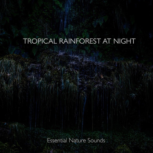 Tropical Rainforest at Night - EP