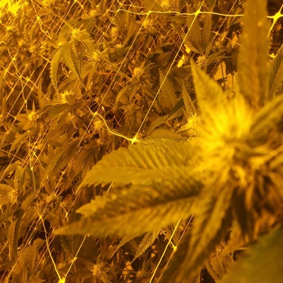 Oh No (Short Version) - Single