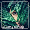 1 Hour of Relaxing Wildlife - Relaxing Music Nature Birds for Yoga Exercices and Meditation Practice