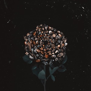 V Forme Roz - EP