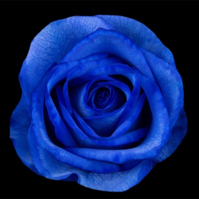 Love Letter - Single