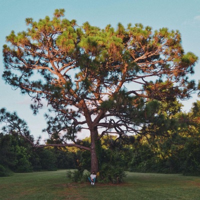 Leaves On a Tree - Single