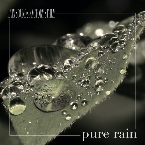 Pure Rain - Single