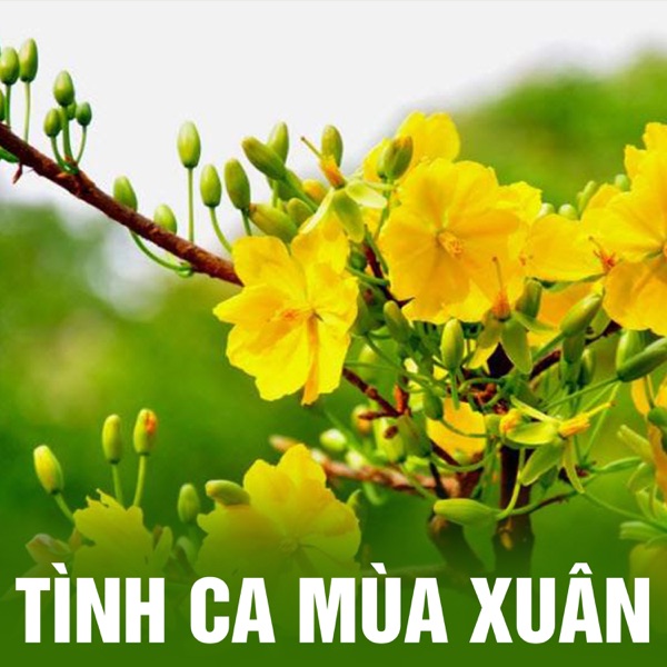 Tình Ca Mùa Xuân