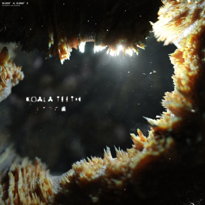 Koala Teeth - Single