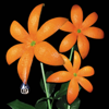 花 - Orange Range