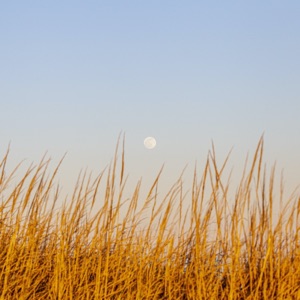 Covidoff - Single