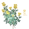Magycops - Single