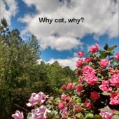 Why Cat, Why? - Sleep Talk