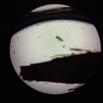 Midnight Quasar (Live Edit) - Single