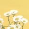 Chamomile - Morgan J lyrics