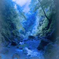 Misty Forest - Single