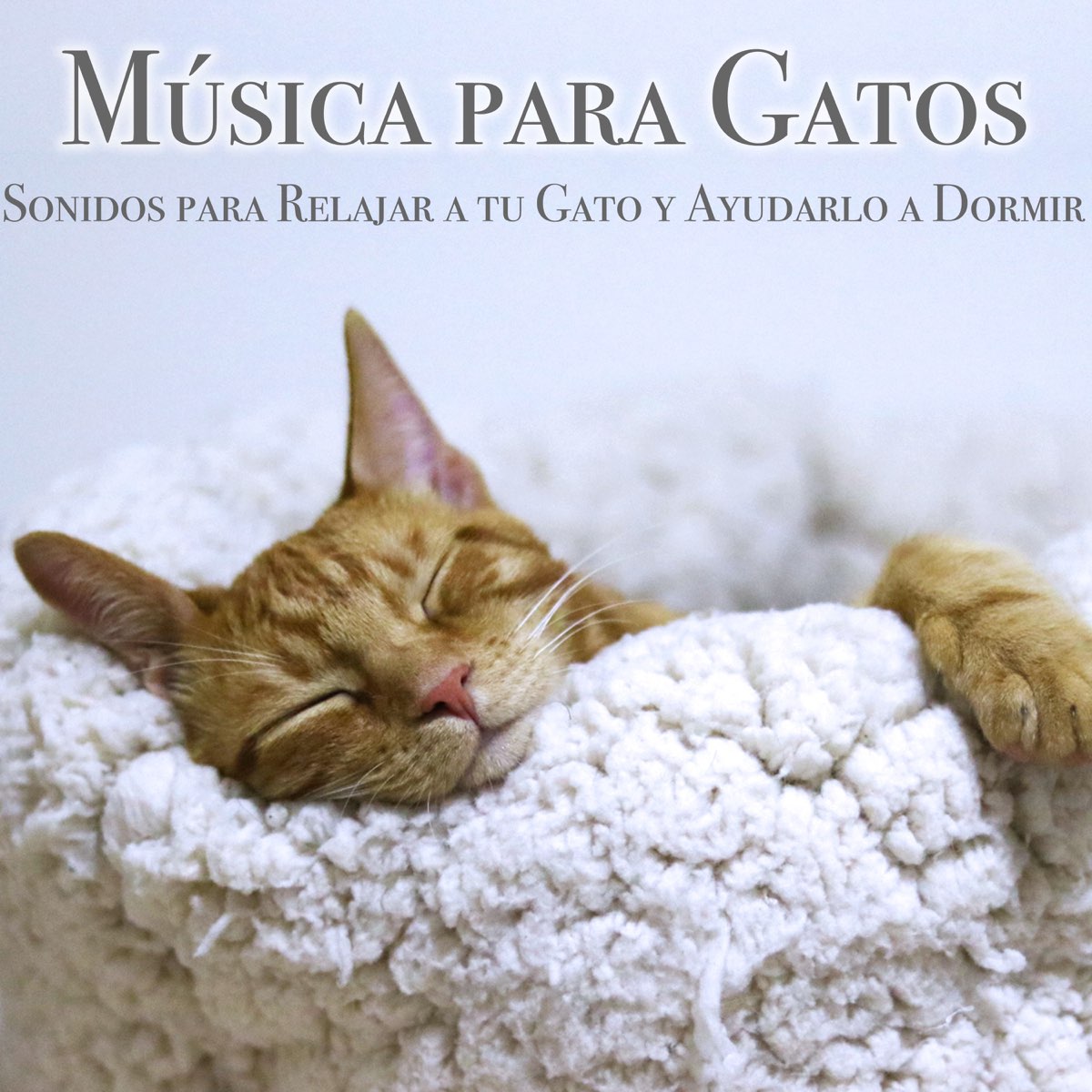 Música Para Gatos: Sonidos Para Relajar a Tu Gato y Ayudarlo a Dormir de  RelaxMyCat, Cat Music Dreams & Pet Music Therapy en Apple Music
