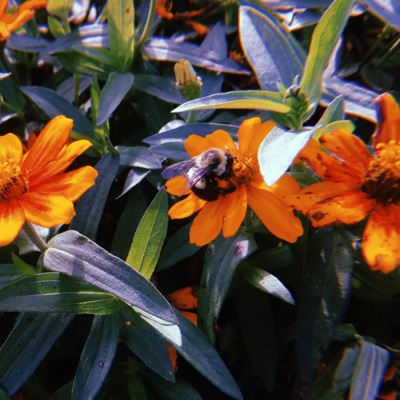 Fdpo Prelude - Single