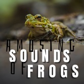 Amusing Sounds of Frogs artwork