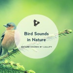 Nature Sounds by Lullify & Bird Sounds - Dove