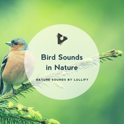 Bird Sounds in Nature