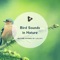Oriole - Nature Sounds by Lullify & Bird Sounds lyrics