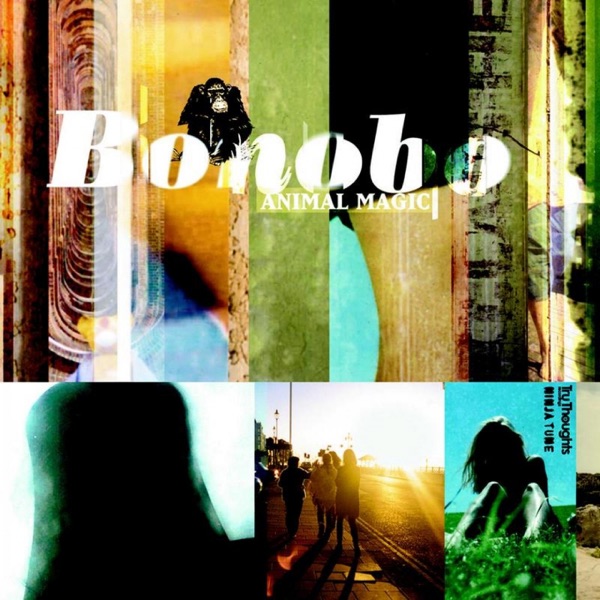 Animal Magic - Bonobo