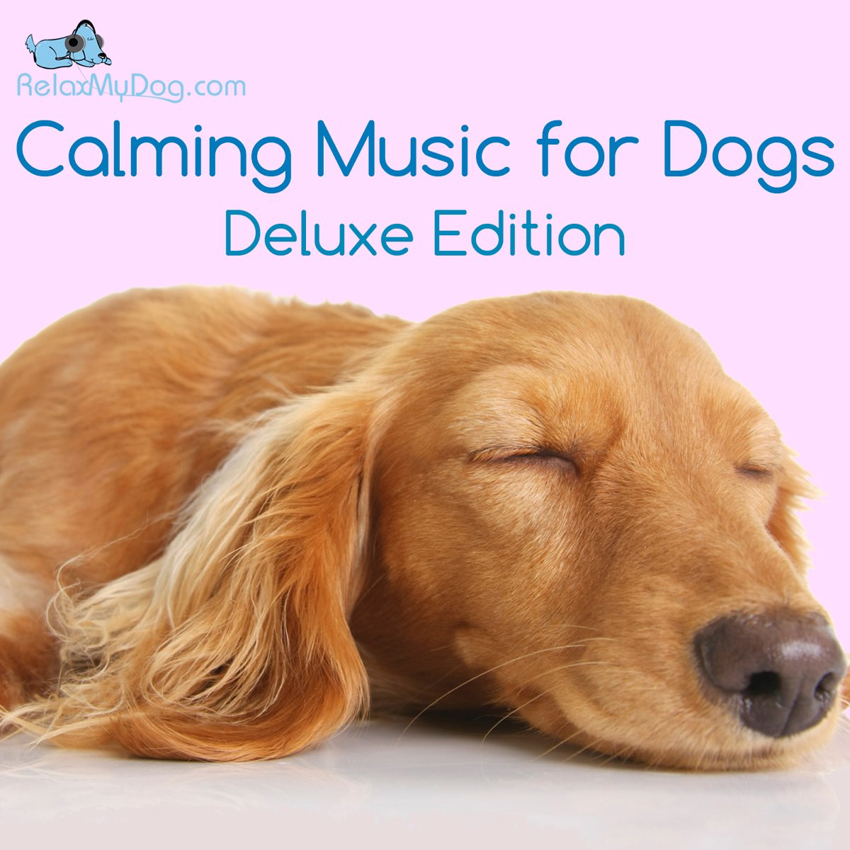 I calm 2024 dog music