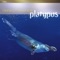 Platypus artwork