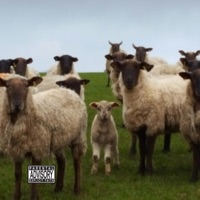 Album cover for Lil Bo Peep by Caleb Gordon