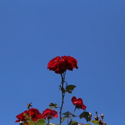 patience(bq) - Single