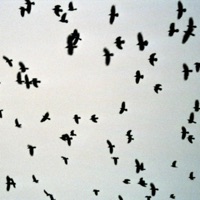 Nobody Likes Beats - Single - Mayaewk & Honshu Lo fi