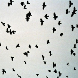 Nobody Likes Beats Mayaewk & Honshu Lo fi