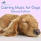 Beach Walk - Relaxmydog lyrics