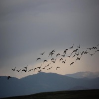 Losing Your Exit - Single - Dependence