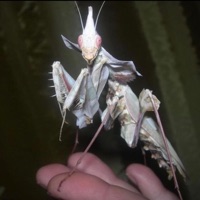 Pray - Single - EDLOUIS