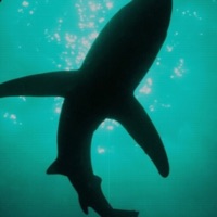 Gastando lata (feat. Sor) - Single - Sharker 4