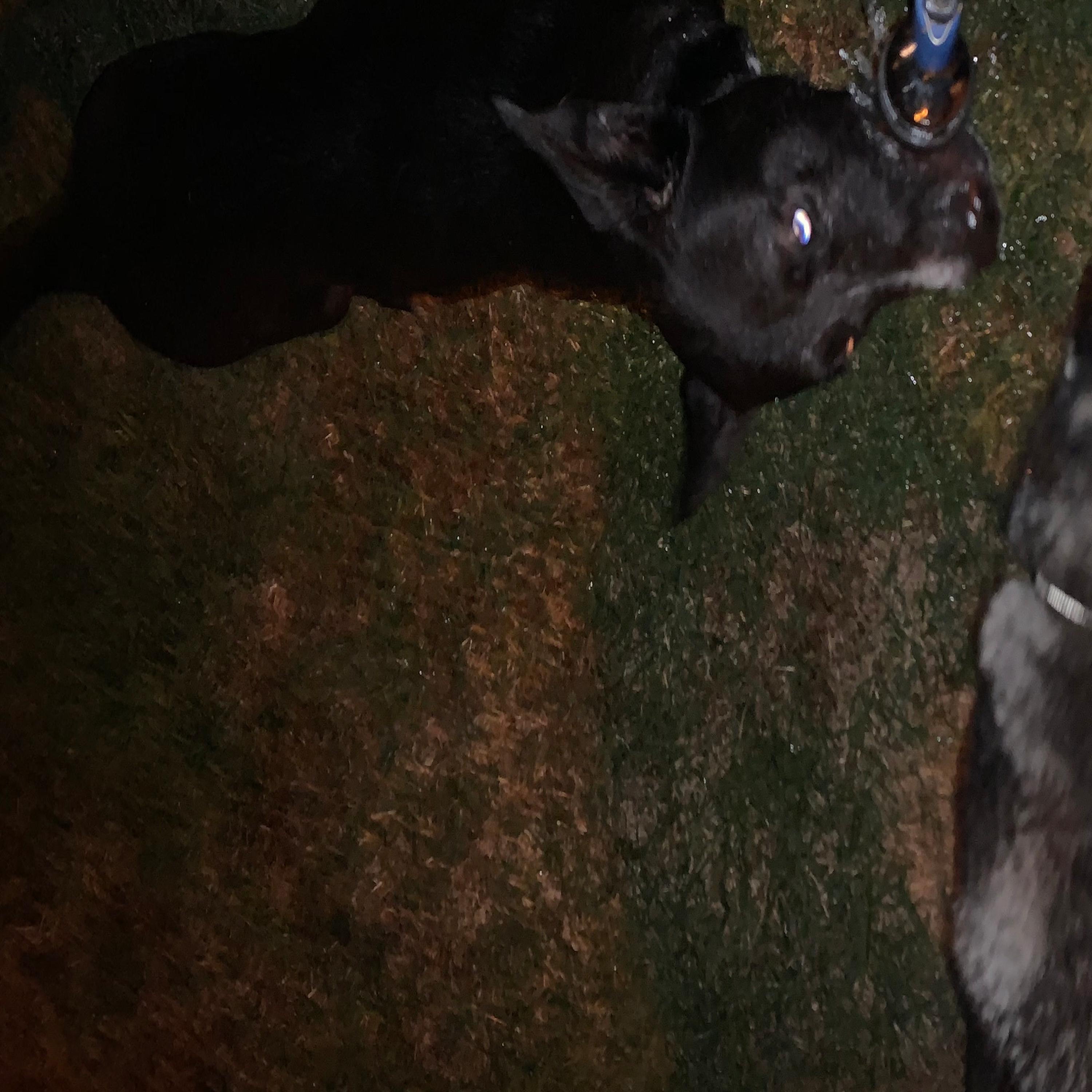 Dog Days