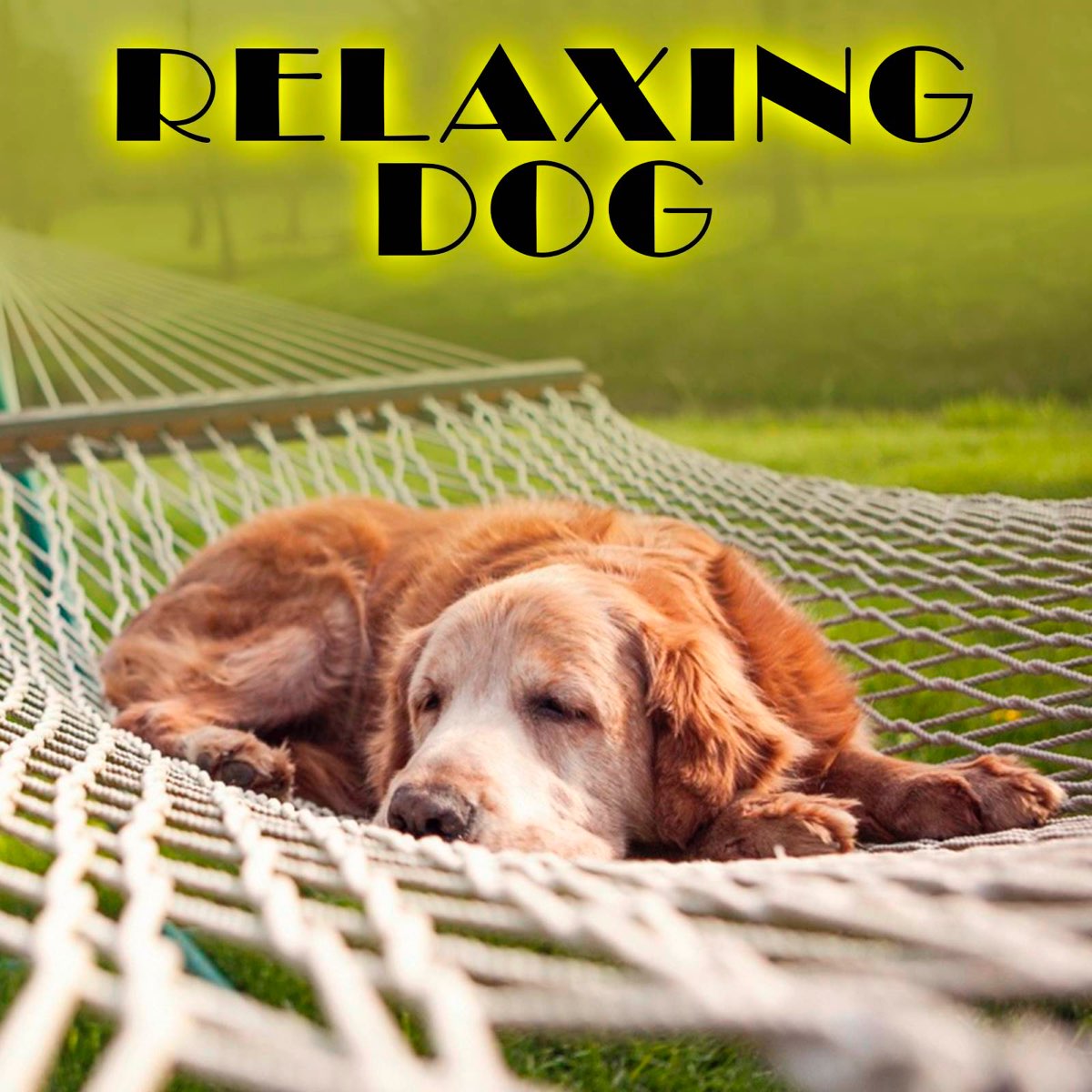 Гамак для собак. Голден ретривер летом обои смешные. Dog Relaxing. Doggy Spa. Pets музыка