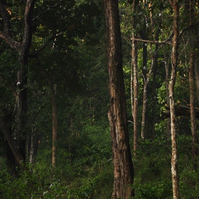 Woodland - Single