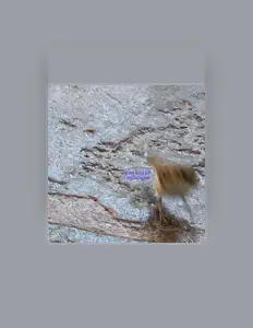 Hör dir Hellacopter an, schau dir Musikvideos an, lies die Biografie, finde Tourdaten und mehr!