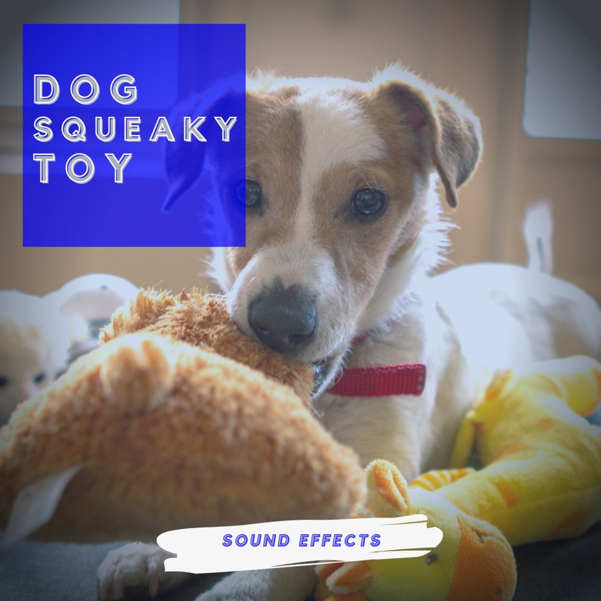 Dog Squeaky Toy Sound Effects Single