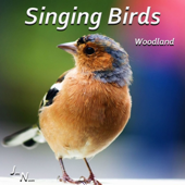 Birds In Forest - Chorus In the Morning