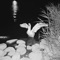 Sick Rose - Alina Orlova lyrics