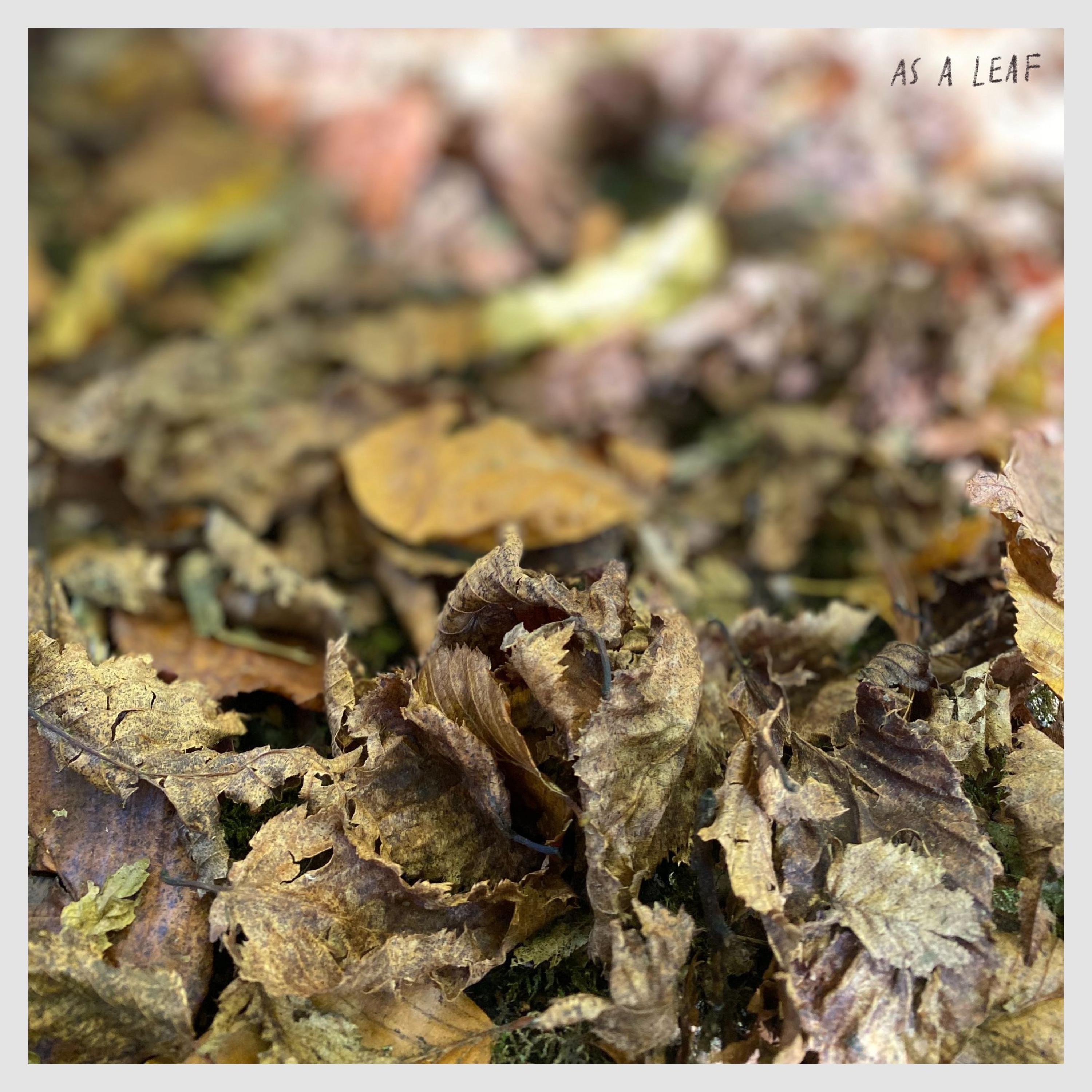 As a Leaf